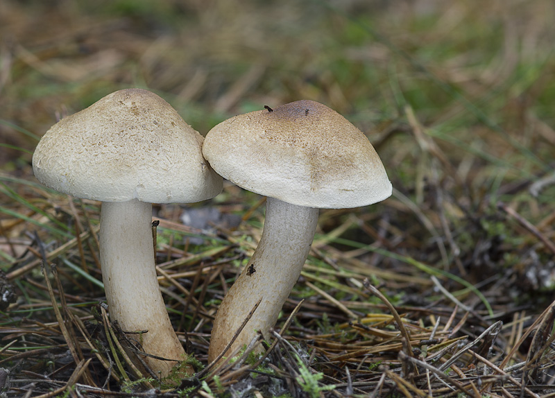 Tricholoma psammopus